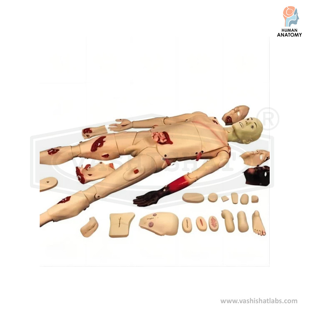 Advanced Nursing Training & Wound Care Manikin